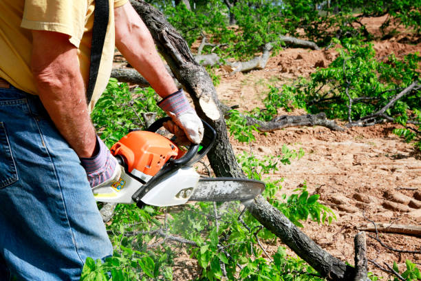 Reliable Somers, MT Tree Service Solutions